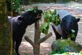 Of wild tapir eat grass image