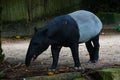 Of wild tapir eat grass image