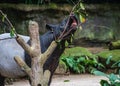 Of wild tapir eat grass image