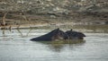 Wild tapir mom and baby inside pond Royalty Free Stock Photo