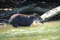 Wild tapir in river,corcovado ,costa rica Royalty Free Stock Photo