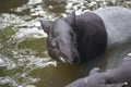 Wild tapir swimming in the river