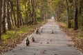 wild Tarai or Terai gray langur or Semnopithecus hector family roadblock playful babies in scenic trail chuka eco tourism spot