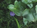 Wild taro plants are blooming with purple flowers Royalty Free Stock Photo