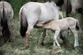 Wild tarpan horses in wildlife Royalty Free Stock Photo