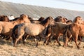 Wild Team Horses in Winter