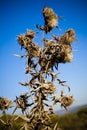 Wild teasel