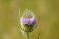 Wild teasel in bloom closeup view with green blurred background