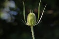 Wild teasel close up Royalty Free Stock Photo
