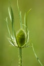 Wild teasel closeup view with selective focus on foreground Royalty Free Stock Photo