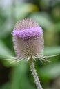 Wild teasel Dipsacus fullonum, close-up of a flower Royalty Free Stock Photo