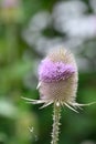 Wild teasel Dipsacus fullonum, close-up of flower