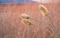 Wild Teasel Dipsacus fullonum Dried Flower Heads