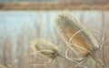 Wild Teasel Dipsacus fullonum Dried Flower Heads