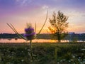 Wild teasel Dipsacus fullonum flowering on a summer meadow over sunset sky background. Purple seeds bloom on thorn flowerhead.