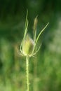 Wild teasel or Dipsacus fullonum fully green plant with prickly stem and erect egg-shaped flower head on light green garden Royalty Free Stock Photo