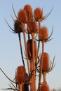 Wild teasel dipsacus fullonum on the late summer field