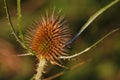 Wild teasel dipsacus fullonum on the late summer field Royalty Free Stock Photo