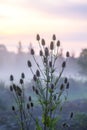 Wild teasel or dipsacus fullonum plant in evening