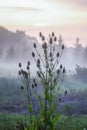 Wild teasel or dipsacus fullonum plant Royalty Free Stock Photo