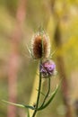 Wild teasel or Dipsacus fullonum plant with prickly stem and erect brown egg-shaped flower heads partially filled with small