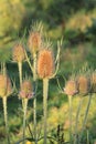 Wild Teasel, Dipsacus fullonum, prickly flower thistle