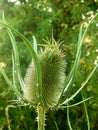 Wild teasel Dipsacus fullonum, a species of flowering plant Royalty Free Stock Photo