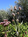 Wild Teasel Dipsacus fullonum spiky summer flowers.