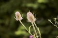 Wild teasel - Dipsacus fullonum, Wilde Karde, herb, closeup. Young common teasel plant in flower. Royalty Free Stock Photo