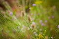 Wild teasel - Dipsacus fullonum, Wilde Karde, herb, closeup. Young common teasel plant in flower. Royalty Free Stock Photo