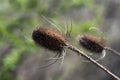 Wild teasel dried teaselhead Royalty Free Stock Photo