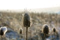 Wild teasel on  field  with snow and lens flares Royalty Free Stock Photo