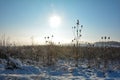 Wild teasel in a field in winter landscape  with tall snow and  at sunrise Royalty Free Stock Photo