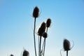 Wild teasel on  field in winter with snow and blue sky Royalty Free Stock Photo