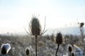 Wild teasel on  field in winter with snow and lens flares Royalty Free Stock Photo