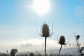 Wild teasel on  field in winter with snow, sun and blue sky Royalty Free Stock Photo