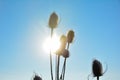 Wild teasel on  field in winter with snow, sun and blue sky Royalty Free Stock Photo