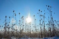Wild teasel in a field in winter with snow , sun , blue sky and  lens flares Royalty Free Stock Photo