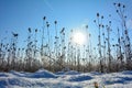 Wild teasel  on  a   field in winter with snow,  sun  and blue sky Royalty Free Stock Photo