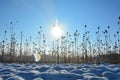 Wild teasel in a field in winter with snow , sun and   lens flares Royalty Free Stock Photo