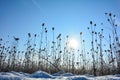 Wild teasel  on  a   field in winter with snow, at sunrise  and blue sky Royalty Free Stock Photo