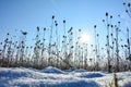 Wild teasel  on  a   field in winter with snow, at sunrise  with blue sky Royalty Free Stock Photo