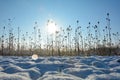 Wild teasel in a field in winter with snow at sunrise with lens flares Royalty Free Stock Photo