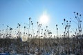 Wild teasel in a field in winter with tall snow, sun and blue sky Royalty Free Stock Photo