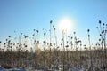 Wild teasel in a field in winter with tall snow, sun and  sky Royalty Free Stock Photo