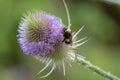 Wild teasel flowering, Dipsacus fullonum, seen from the side