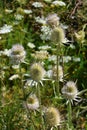 Wild teasel Royalty Free Stock Photo