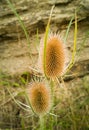 Head of the Wild Teasel wild plant