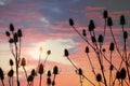 Wild teasel plants and beautiful sunset sky Royalty Free Stock Photo