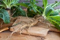 Wild teasel plant with root Royalty Free Stock Photo